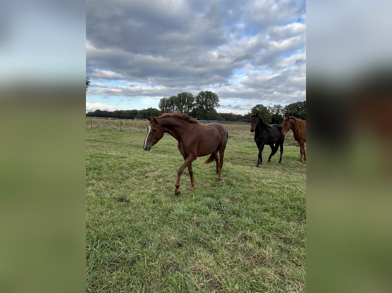 Hanoverian Mare 4 years 15 hh Chestnut in Luhmühlen