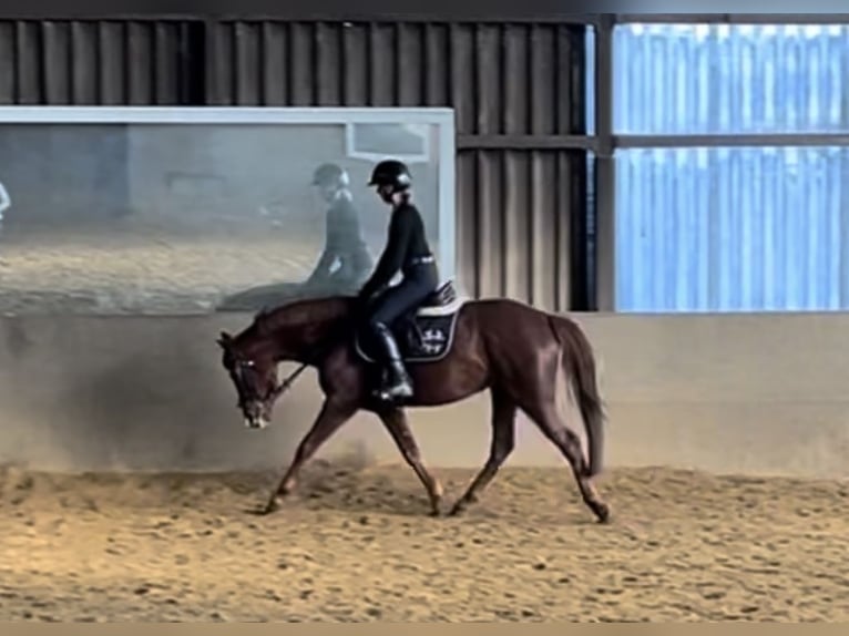 Hanoverian Mare 4 years 15 hh Chestnut in Luhmühlen