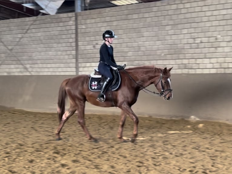 Hanoverian Mare 4 years 15 hh Chestnut in Luhmühlen