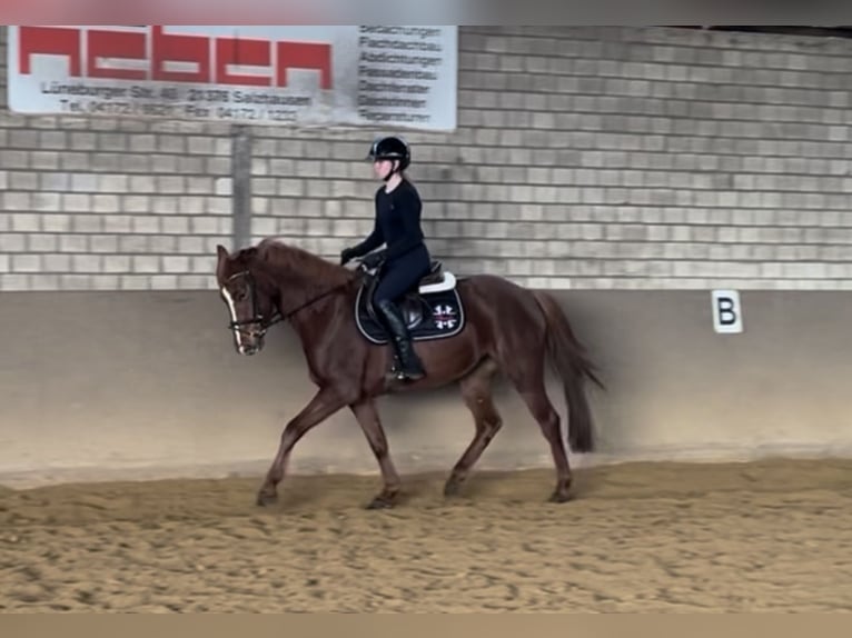 Hanoverian Mare 4 years 15 hh Chestnut in Luhmühlen