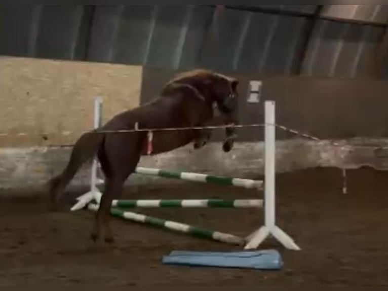 Hanoverian Mare 4 years 15 hh Chestnut in Luhmühlen