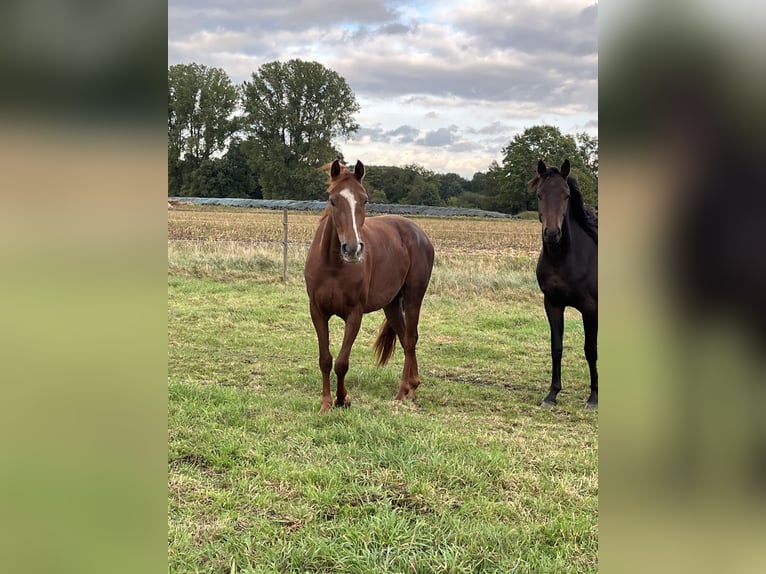 Hanoverian Mare 4 years 15 hh Chestnut in Luhmühlen