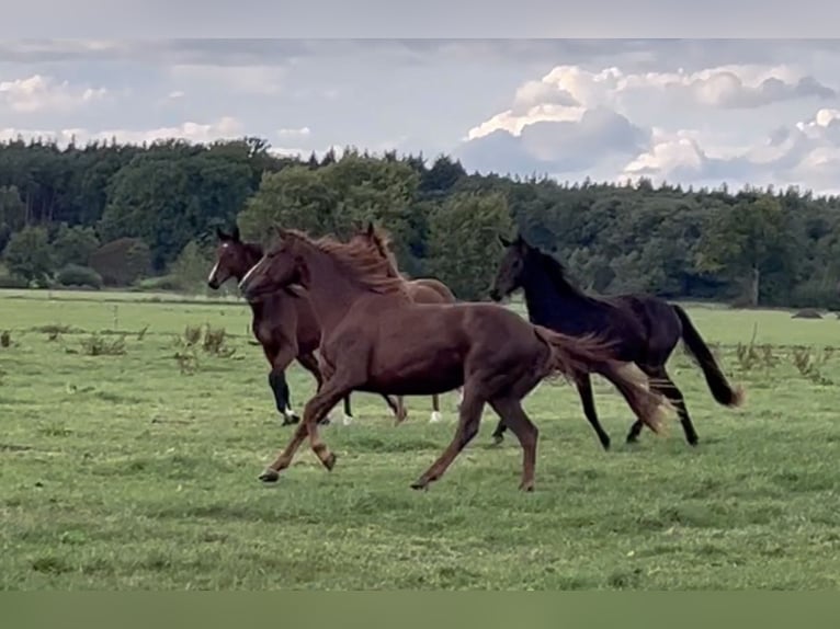 Hanoverian Mare 4 years 15 hh Chestnut in Luhmühlen