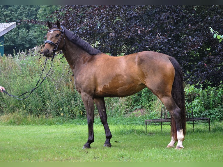 Hanoverian Mare 4 years 15,1 hh Brown in G&#xFC;by