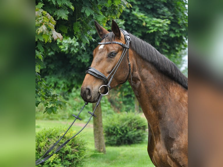 Hanoverian Mare 4 years 15,1 hh Brown in G&#xFC;by