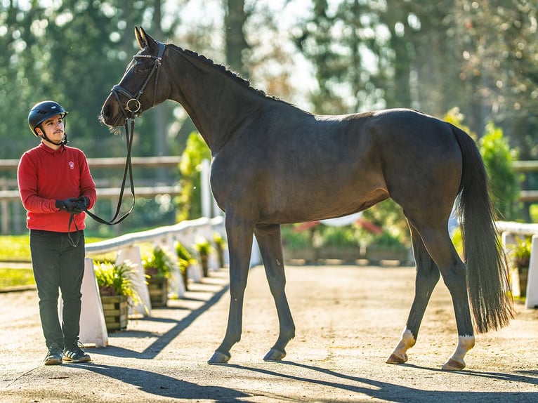 Hanoverian Mare 4 years 15,2 hh Bay-Dark in Mnster-Handorf