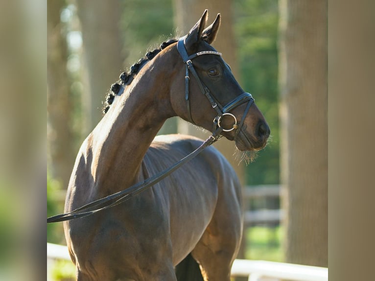 Hanoverian Mare 4 years 15,2 hh Bay-Dark in Mnster-Handorf