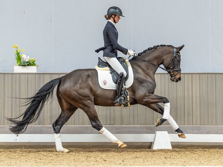 Hanoverian Mare 4 years 15,2 hh Bay-Dark in Mnster-Handorf
