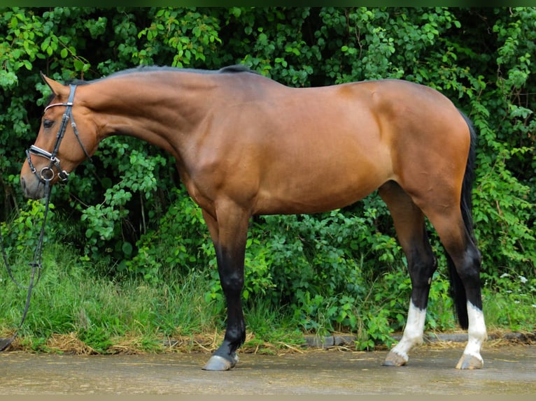 Hanoverian Mare 4 years 15,2 hh Bay-Dark in Wartenberg