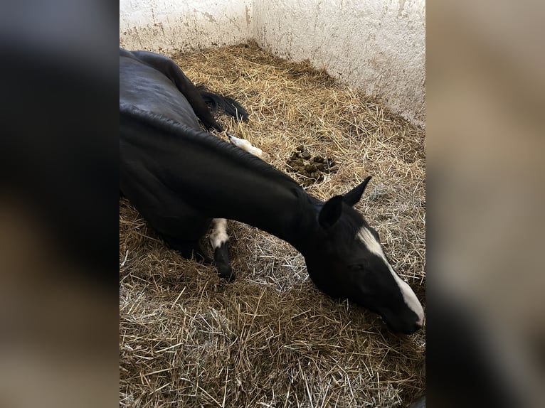 Hanoverian Mare 4 years 15,2 hh Black in Ried