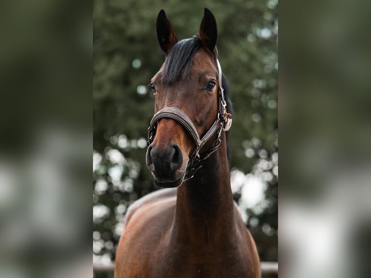 Hanoverian Mare 4 years 15,2 hh Brown in Heppenheim (Bergstraße)Heppenheim Hanoverian Mare 4 years 15,2 hh Brown in Heppenheim (Bergstraße)Heppenheim