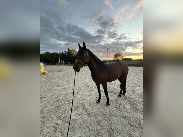 Hanoverian Mare 4 years 15,2 hh Brown in Heppenheim (Bergstra&#xDF;e)Heppenheim