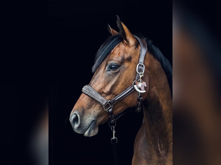 Hanoverian Mare 4 years 15,2 hh Brown in Heppenheim (Bergstra&#xDF;e)Heppenheim