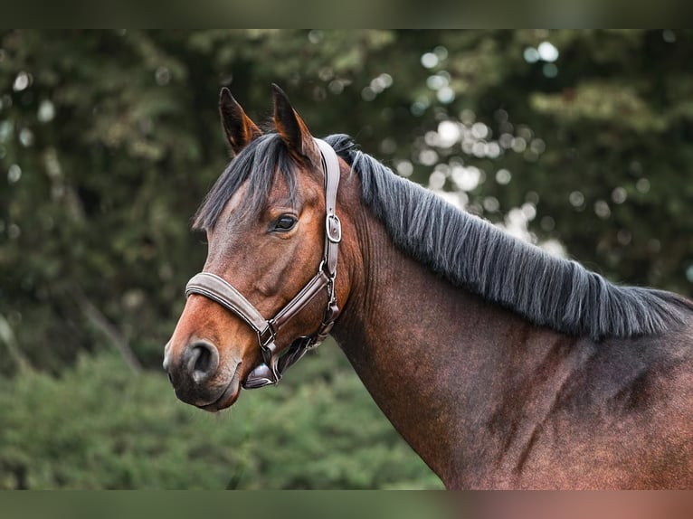Hanoverian Mare 4 years 15,2 hh Brown in Heppenheim (Bergstraße)Heppenheim Hanoverian Mare 4 years 15,2 hh Brown in Heppenheim (Bergstraße)Heppenheim
