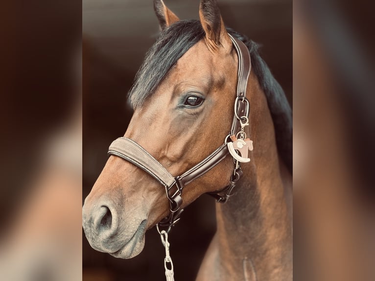Hanoverian Mare 4 years 15,2 hh Brown in Heppenheim (Bergstra&#xDF;e)Heppenheim