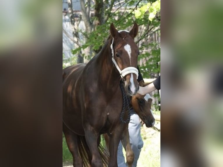 Hanoverian Mare 4 years 15,2 hh Chestnut-Red in Weil