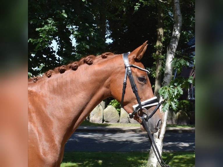 Hanoverian Mare 4 years 15,2 hh Chestnut-Red in Fredenbeck