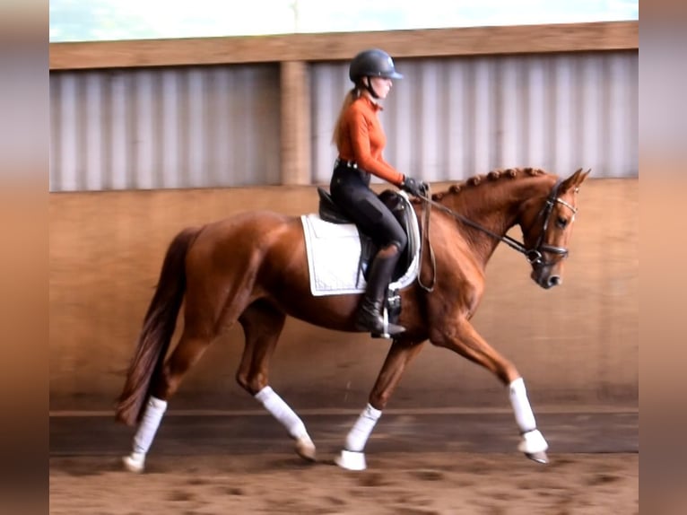 Hanoverian Mare 4 years 15,2 hh Chestnut-Red in Fredenbeck