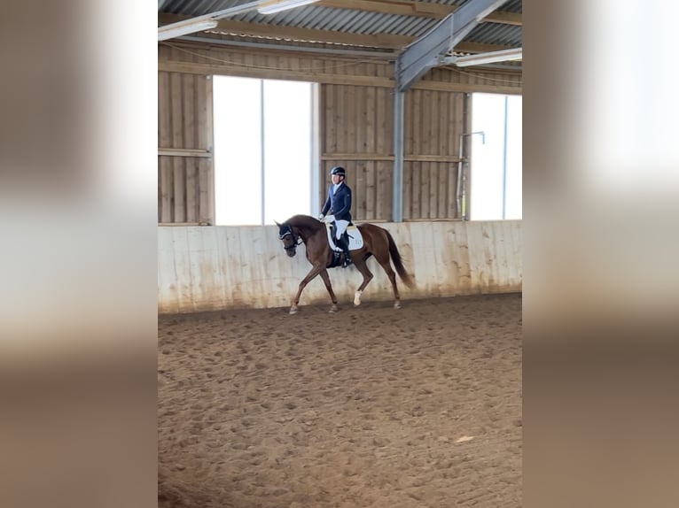 Hanoverian Mare 4 years 15,2 hh Chestnut-Red in Weil