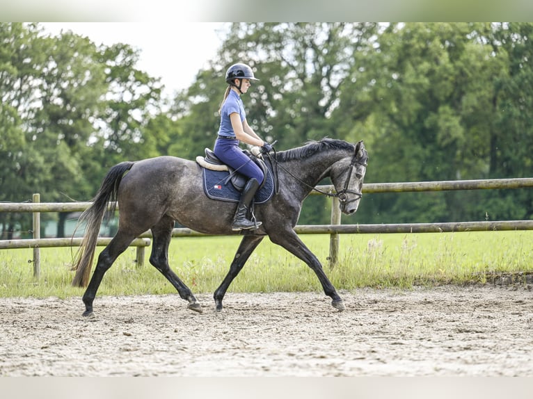 Hanoverian Mare 4 years 15,2 hh Gray-Dark-Tan in Lamstedt