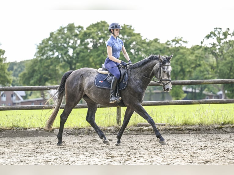 Hanoverian Mare 4 years 15,2 hh Gray-Dark-Tan in Lamstedt