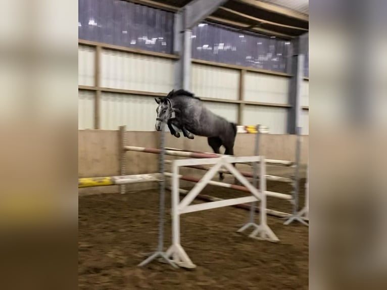 Hanoverian Mare 4 years 15,2 hh Gray in L&#xFC;chow