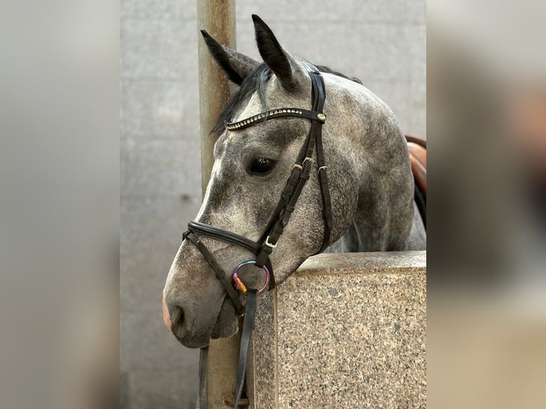 Hanoverian Mare 4 years 15,2 hh Grey in Verden (Aller)