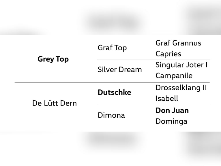 Hanoverian Mare 4 years 15,2 hh Grey in Dannenberg (Elbe)