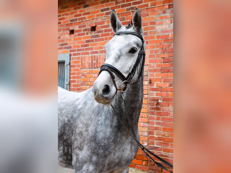 Hanoverian Mare 4 years 15,2 hh Grey in Dannenberg (Elbe)