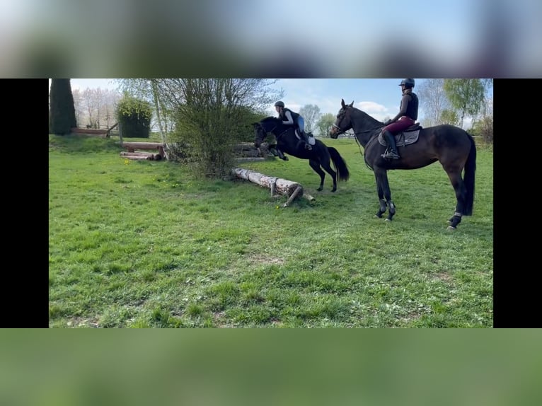 Hanoverian Mare 4 years 15,3 hh Bay-Dark in Northeim