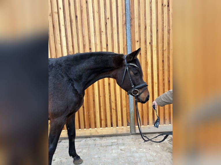 Hanoverian Mare 4 years 15,3 hh Bay-Dark in Northeim