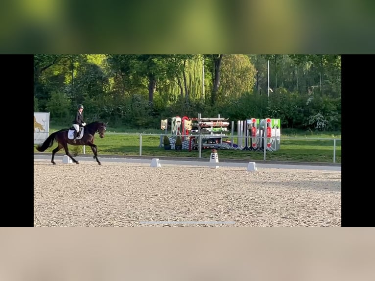 Hanoverian Mare 4 years 15,3 hh Bay-Dark in Northeim