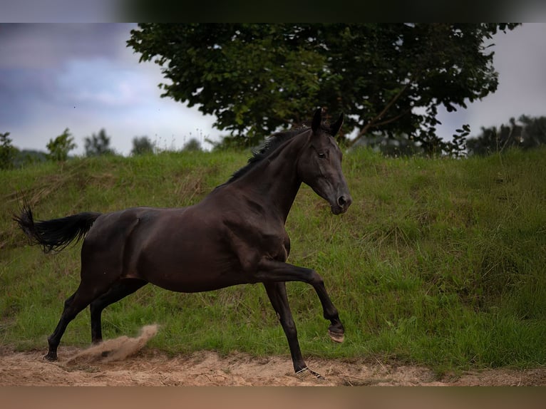 Hanoverian Mare 4 years 15,3 hh Black in Krak&#xF3;w