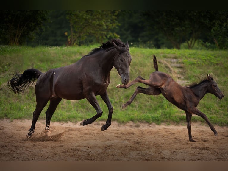 Hanoverian Mare 4 years 15,3 hh Black in Krak&#xF3;w