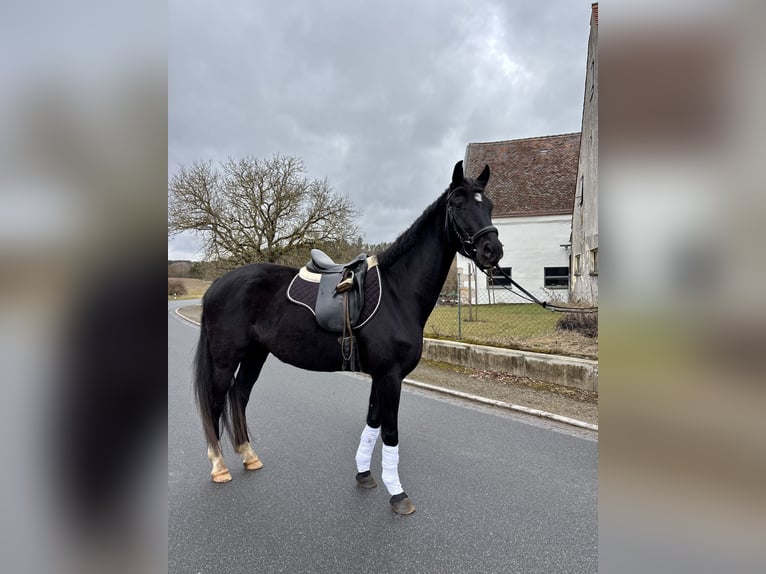 Hanoverian Mare 4 years 15,3 hh Black in Trautskirchen