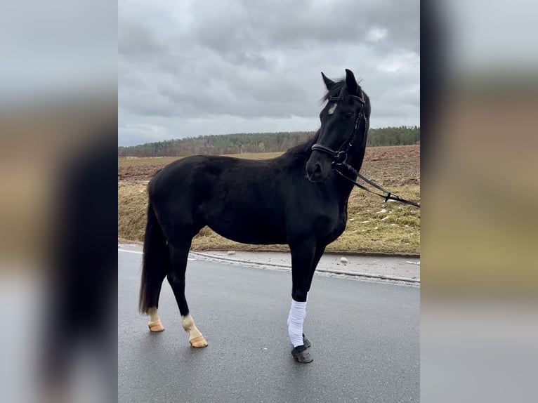 Hanoverian Mare 4 years 15,3 hh Black in Trautskirchen