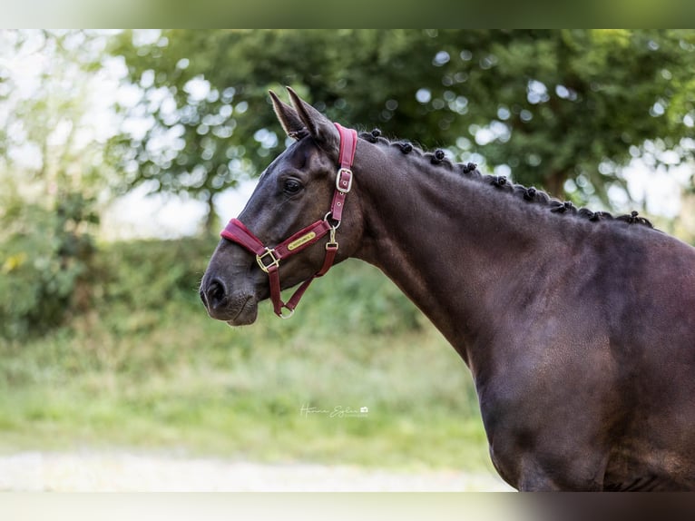 Hanoverian Mare 4 years 15,3 hh Black in Hohenlockstedt