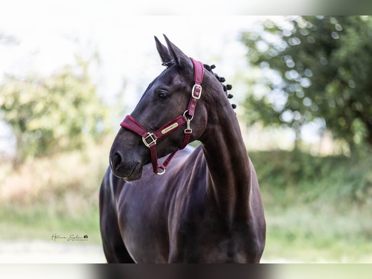 Hanoverian Mare 4 years 15,3 hh Black in Hohenlockstedt