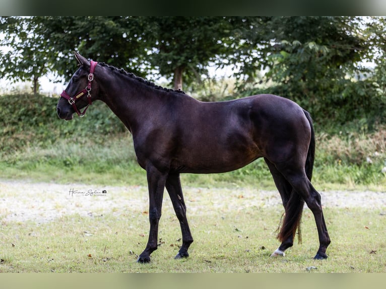 Hanoverian Mare 4 years 15,3 hh Black in Hohenlockstedt