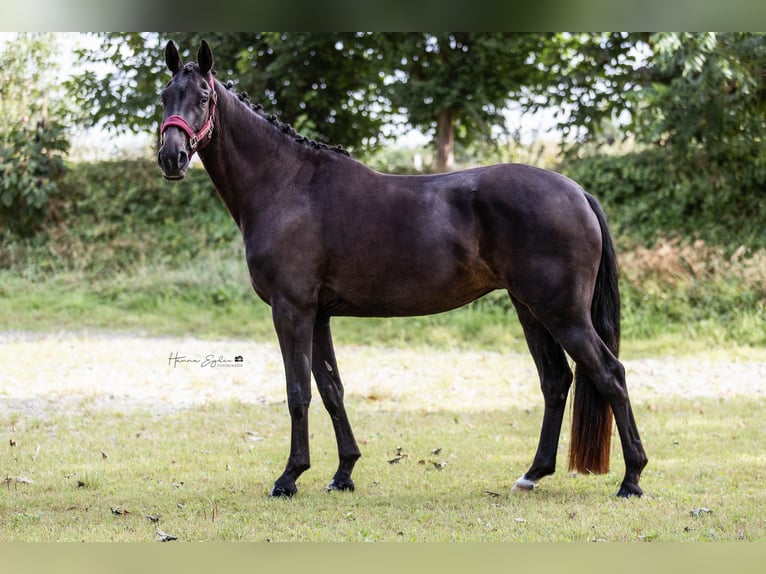 Hanoverian Mare 4 years 15,3 hh Black in Hohenlockstedt