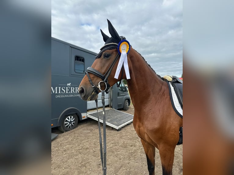 Hanoverian Mare 4 years 15,3 hh Brown in Springe