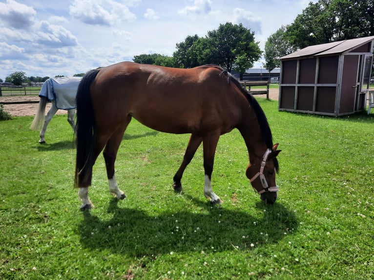 Hanoverian Mare 4 years 15,3 hh Brown in Sittensen