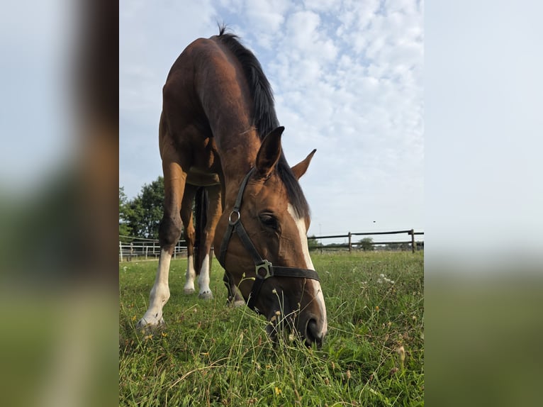 Hanoverian Mare 4 years 15,3 hh Brown in Sittensen Hanoverian Mare 4 years 15,3 hh Brown in Sittensen