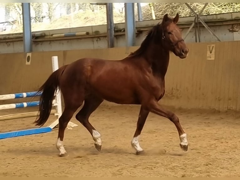 Hanoverian Mare 4 years 15,3 hh Chestnut in Herborn