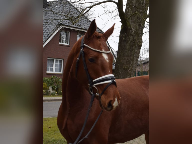 Hanoverian Mare 4 years 15,3 hh Chestnut-Red in Fredenbeck