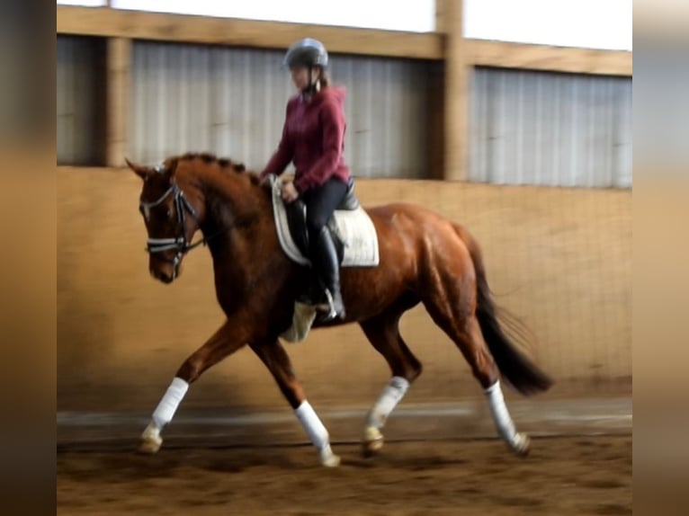 Hanoverian Mare 4 years 15,3 hh Chestnut-Red in Fredenbeck