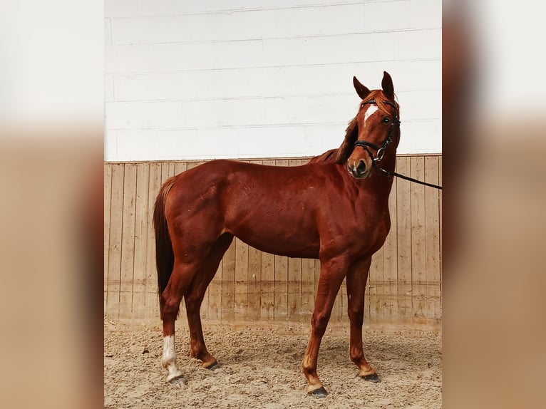 Hanoverian Mare 4 years 15,3 hh Chestnut-Red in Barenburg