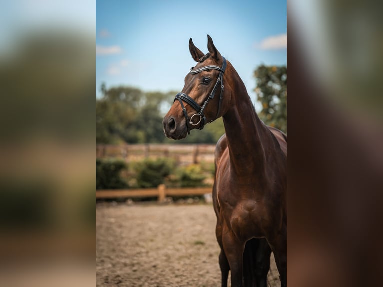 Hanoverian Mare 4 years 16,1 hh Bay-Dark in Goch