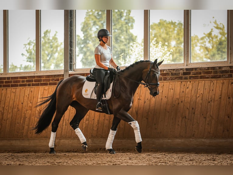 Hanoverian Mare 4 years 16,1 hh Bay-Dark in Goch
