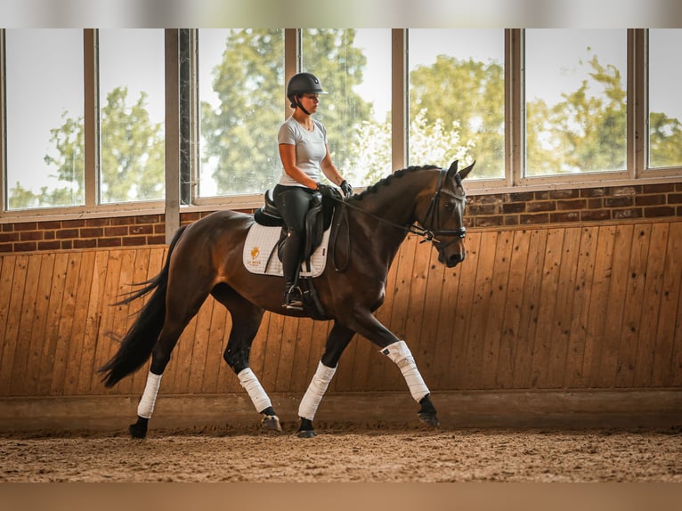 Hanoverian Mare 4 years 16,1 hh Bay-Dark in Goch